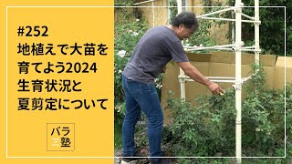 #252 地植えで大苗を育てよう2024 生育状況と夏剪定について