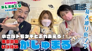 【三島大通り街ブラ】珍しい動物と触れあえる動物園「がじゅまる」【小沼みのりとみしまめぐり2】