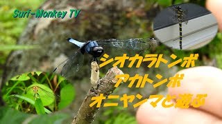 人懐っこいシオカラトンボ・アカトンボ・オニヤンマと遊ぶ ~サーフモンキーTV