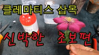 삽목 : 초보도 쉽게 따라하는 신박한 클레마티스 삽목, 1.25배로 보세요.