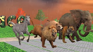 Wild Animal Race in Rainy Day, Gorilla, Bear, Lion, Cheetah, Horse, Dog, Deer, Elephant, Cow