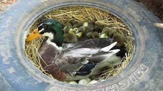 SIMPLE but Very USEFUL with 35 Ducklings Hatching From Eggs - Baby Ducks Newborn