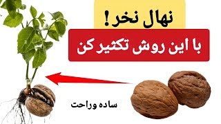 با این روش گردو را از تخم تکثیر کن | نهال گردو نخر | خیلی ساده و زود