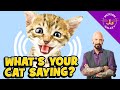 Cat Vocalizations and What They Mean