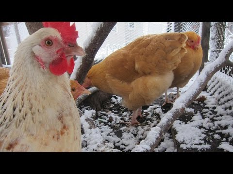 Taking care of chickens in the winter Taking care of chickens in the winter