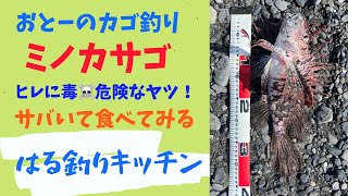 カゴ釣りで釣れた大きなミノカサゴ！ヒレに毒がある危険なヤツ🤣美味いのか？サバいて食べます！#カゴ釣り #ミノカサゴ #刺身 #昆布締め #竜田揚げ #はる釣りキッチン