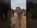 výlet do laosu za slony laos elephant solotrip