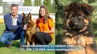 GO-PET - PT. 04 - ALLEVAMENTO CASA BEGGIATO