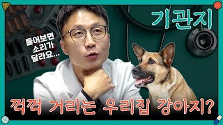 강아지 기관지 협착증? 이 소리로 구별하시면 됩니다❗❗ [또살약 EP.9 기관지] ㅣ#또다시사고싶은약 #강아지영양제