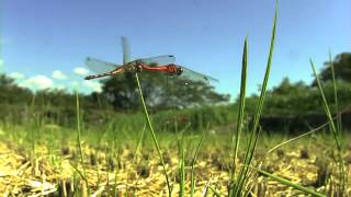 ナツアカネの産卵　 Ovipositional behavior of Summer darter