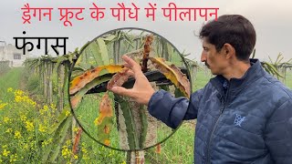 ड्रैगन फ्रूट के प्लांट में फंगस ! Fungus in Dragon fruit plant