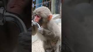 cute baby monkey 😍🥰😁#shorts #short #shortvideo #shortsvideo #monkey