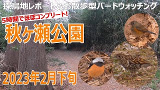 埼玉県・秋ヶ瀬公園の探鳥地レポートです　ルリビタキ・ジョウビタキ・トラツグミ他と５時間！　2023年2月下旬