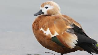 Colourful Ruddy Shelduck | Tadorna ferruginea