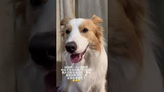 801个心眼全用上了#边境牧羊犬 #泰迪 #边牧的智商 #边牧的800个心眼 #聪明狗狗就是不一样