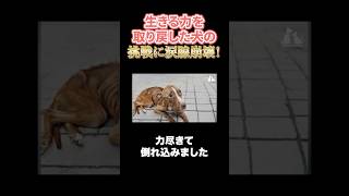 涙が止まらない…絶望の中で生き抜いた犬の物語＃どうぶつほっこり劇場