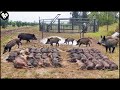 How Many Ways Texas Farmers Use to Trap Millions of Invasive Wild Boar