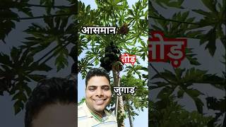 पपीता तोड़ने का सबसे आसान जुगाड़ 🔥 | No More Hassle in Papaya Harvesting | #shorts #gadgets #tool