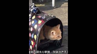 带小太阳来晒太阳，橘猫身上的橘色是因为晒太阳留下的吗 1 #000