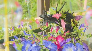 半年の節目に　香川県の5つの神社で「讃岐夏詣」　特別な御朱印も用意