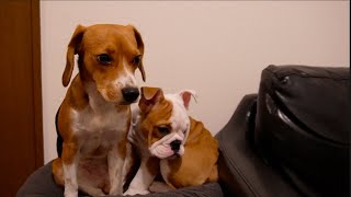 子犬ブルドックとジャックラッセルとビーグルとの暮らし