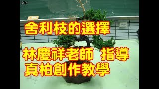 林慶祥盆景藝術創作教學團隊 LINE ID : 0936456168  ( 真柏創作--舍利枝的選擇 2010-6-23 )