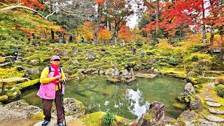 2024 -11- 26 日本 Day 9 湖東三山 紅葉接駁巴士 - 西明寺 - 金剛倫寺 - 百濟寺