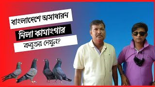 ভাল মানের চিনা,নিলা কামাংগার ও কাল্লু টেডি কবুতর দেখুন?High Flyer pigeon.