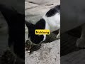 Straycat midnight snack