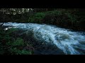 【川の音でリラックスする1時間15分】東北海道｜阿寒流出河川｜nature sounds of akan river eastern hokkaido