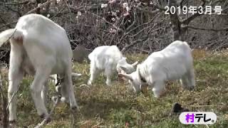 南山城村「村テレ。」2019年3月号