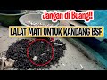 Cara Agar Lalat BSF Cepat Bertelur! Rahasia Bangkai Lalat BSF Selain Pakan Ternak