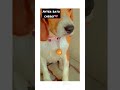 cute beagle puppy 😍🐶 #shorts #ytshorts #trending