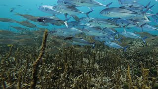 BERBURU IKAN ENAK DAN JUMPA IKAN TREVALLY