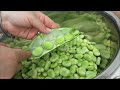 Picking and Cooking Fresh Faba Beans (Vicia faba) From The Home Garden - Free Recipe