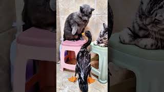 Cat vs duck.😂#cat #catlove #animal #cutecat #funnyvideo #foryour #tik_tok #fyp #animalsoftiktok