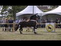 kampioen fokdag zuid nederland te hilvarenbeek 2019