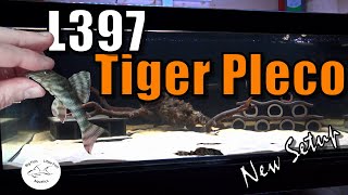 Exotic L397 Tiger Pleco | My new setup