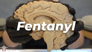 Why Fentanyl Is So Incredibly Dangerous