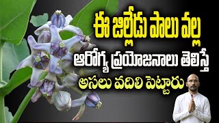 ఈ జిల్లేడు పాలు వల్ల ఆరోగ్య ప్రయోజనాలు తెలిస్తే అసలు వదిలి పెట్టారు| Dr.Madhu Babu Health Trends