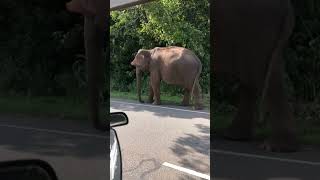 #elephant #animals #wildlife #safari #photography #tourism #srilanka #wildanimals #srilankanfood