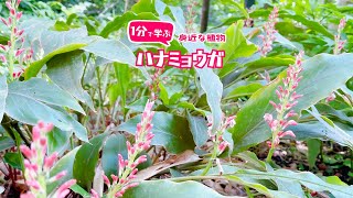 1分で学ぶ身近な植物 花茗荷(ハナミョウガ)