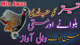 Teetar Ko jaldi bulwani aur Masti Karani Wali Awaz | تیتر کو جلدی بلوانے اور مستی میں لانے والی آواز