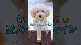 愛犬が乾燥しているサイン❄️みんなは気づけてる？？⛄️#犬 #犬のいる暮らし #愛犬 #わんこ #犬バカ部 #ペット#犬好きな人と繋がりたい#ミックス犬 #犬のいる生活 #わんこのいる生活 #ワンコ