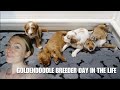 DOG BREEDER DAY IN THE LIFE | CLEANING, LAUNDRY, PUPPY PICTURES & MORE