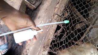 Pig Artificial Insemination (AI) step by step instructions Nigeria 2021