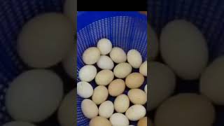 INCUBATOR 9544 211 110 |ഇൻക്യൂബേറ്റർ വാങ്ങുവാൻ ആഗ്രഹിക്കുന്നവർ കാണുക Majeed