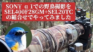 【野鳥撮影】後編 綺麗なルリビタキさん！SONY α1+SEL400F28GM+SEL20TCでお写ん歩