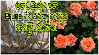 #rose plant care in telugu |pruning techniques of rose plant|rose planting #tips in #telugu