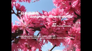 桃色の空？！Pink sky? !!    花桃（はなもも）Prunus persica／菊桃（きくもも） 季節の花　日本花図鑑　Japanese flower guide